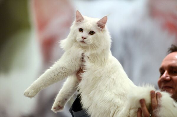 “黃金分割比例”最美的貓咪：襤褸貓。 - 俄羅斯衛星通訊社