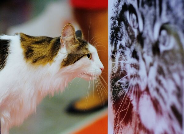 “黄金分割比例”最美的猫咪：西伯利亚猫。 - 俄罗斯卫星通讯社