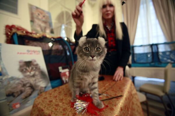 “黄金分割比例”最美的猫咪：纽约的美国卷毛猫。 - 俄罗斯卫星通讯社