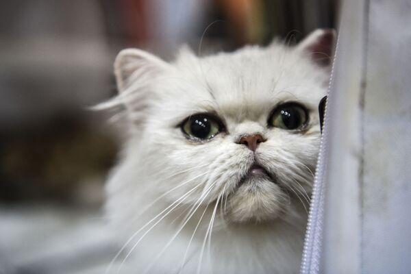 “黃金分割比例”最醜的貓咪：伊斯坦布爾貓展上的異國短毛貓。 - 俄羅斯衛星通訊社
