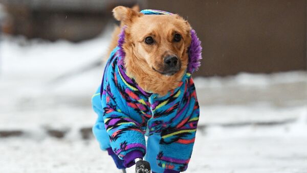 Собака по кличке Моника гуляет на улице рядом с ветеринарной клиникой Бэст в Новосибирске - 俄羅斯衛星通訊社