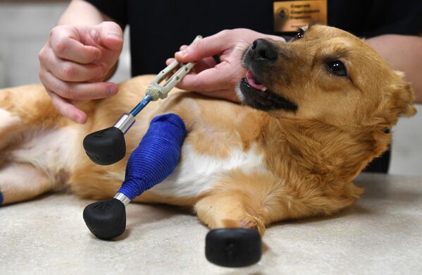 新西伯利亚兽医诊所成完成世界首例义肢安装手术。 - 俄罗斯卫星通讯社