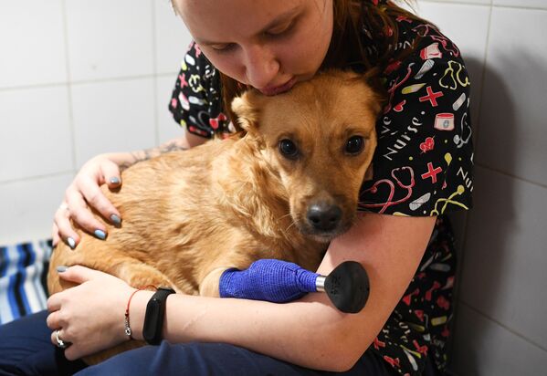 新西伯利亚“拜斯特”兽医诊所医师与小狗莫妮卡。 - 俄罗斯卫星通讯社