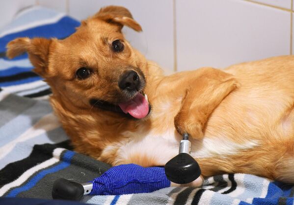 小狗莫妮卡在新西伯利亞“拜斯特”獸醫診所。 - 俄羅斯衛星通訊社