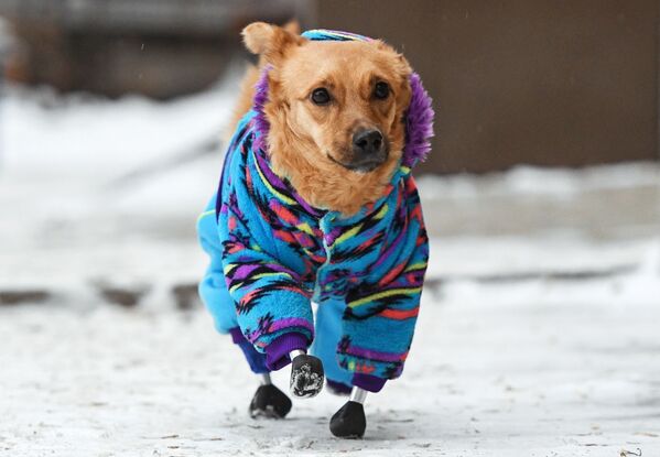 小狗莫妮卡在新西伯利亞“拜斯特”獸醫診所外散步。 - 俄羅斯衛星通訊社