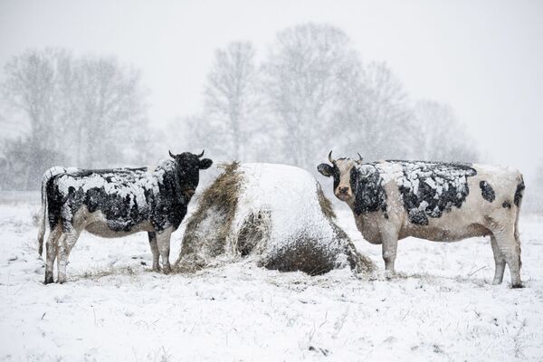 波兰东部地区迎来入冬后首场大雪。图为维季村草场上的牛群。 - 俄罗斯卫星通讯社