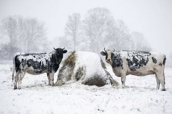 波蘭東部地區迎來入冬後首場大雪。圖為維季村草場上的牛群。 波蘭東部地區迎來入冬後首場大雪。圖為維季村草場上的牛群。 - 俄羅斯衛星通訊社