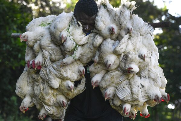 多米尼加男子在邊境城市購買活雞。 - 俄羅斯衛星通訊社