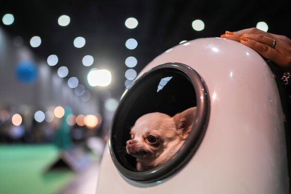泰国Pet Expo 2021宠物用品博览会在曼谷举行。图为参加现场活动的一只吉娃娃狗。 - 俄罗斯卫星通讯社