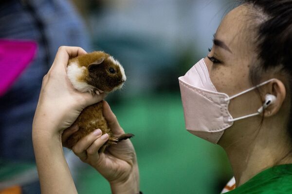 泰国Pet Expo 2021宠物用品博览会在曼谷举行。图为爱宠人观看豚鼠。 - 俄罗斯卫星通讯社
