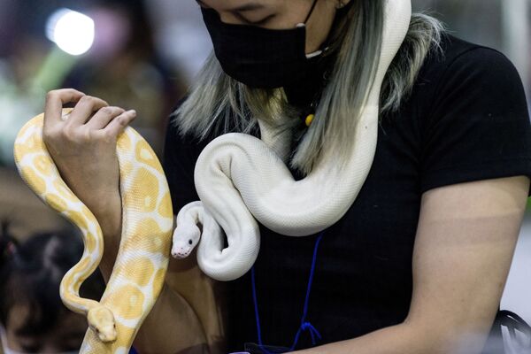 泰国Pet Expo 2021宠物用品博览会在曼谷举行。图为展会上展出的宠物幼崽。 - 俄罗斯卫星通讯社