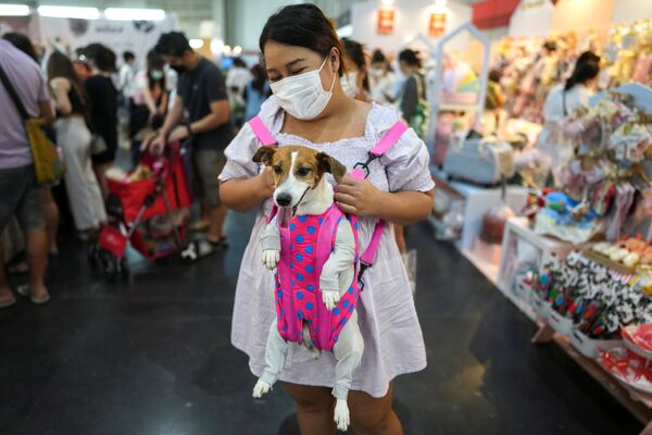 泰国Pet Expo 2021宠物用品博览会在曼谷举行。图为宠物主身背杰克罗素梗犬参加现场活动。 - 俄罗斯卫星通讯社