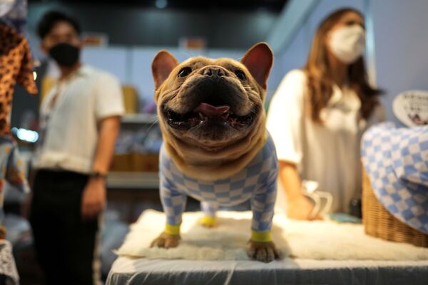 泰国Pet Expo 2021宠物用品博览会在曼谷举行。图为身穿马甲装的一只法国斗牛犬。 - 俄罗斯卫星通讯社