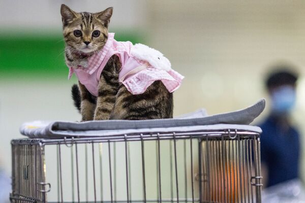 泰国Pet Expo 2021宠物用品博览会在曼谷举行。图为身穿粉色马甲的宠物猫。 - 俄罗斯卫星通讯社