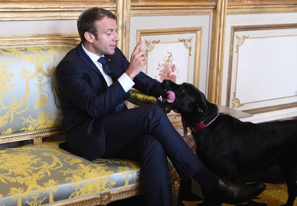 法国总统马克龙与爱犬“尼莫”。 - 俄罗斯卫星通讯社
