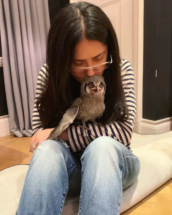 女演員薩爾瑪•哈耶克與寵物貓頭鷹。 女演員薩爾瑪•哈耶克與寵物貓頭鷹。 - 俄羅斯衛星通訊社