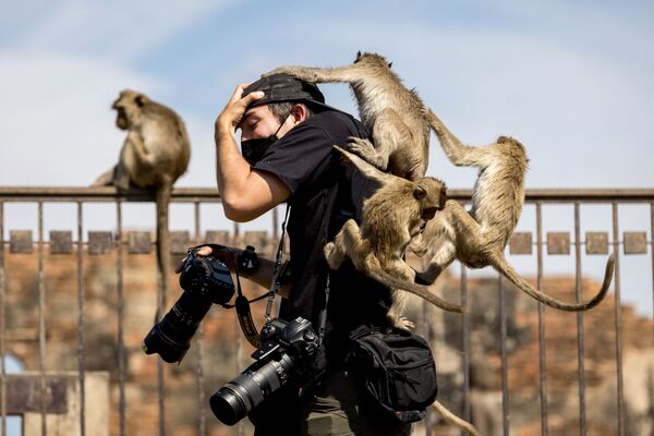 泰國一年一度的猴子節期間，清邁三塔寺的猴子爬到攝影師的身上。 - 俄羅斯衛星通訊社