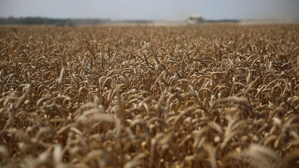 加拿大干旱天气可能导致小麦减产，给全球市场带来小麦紧缺的威胁 - 俄罗斯卫星通讯社