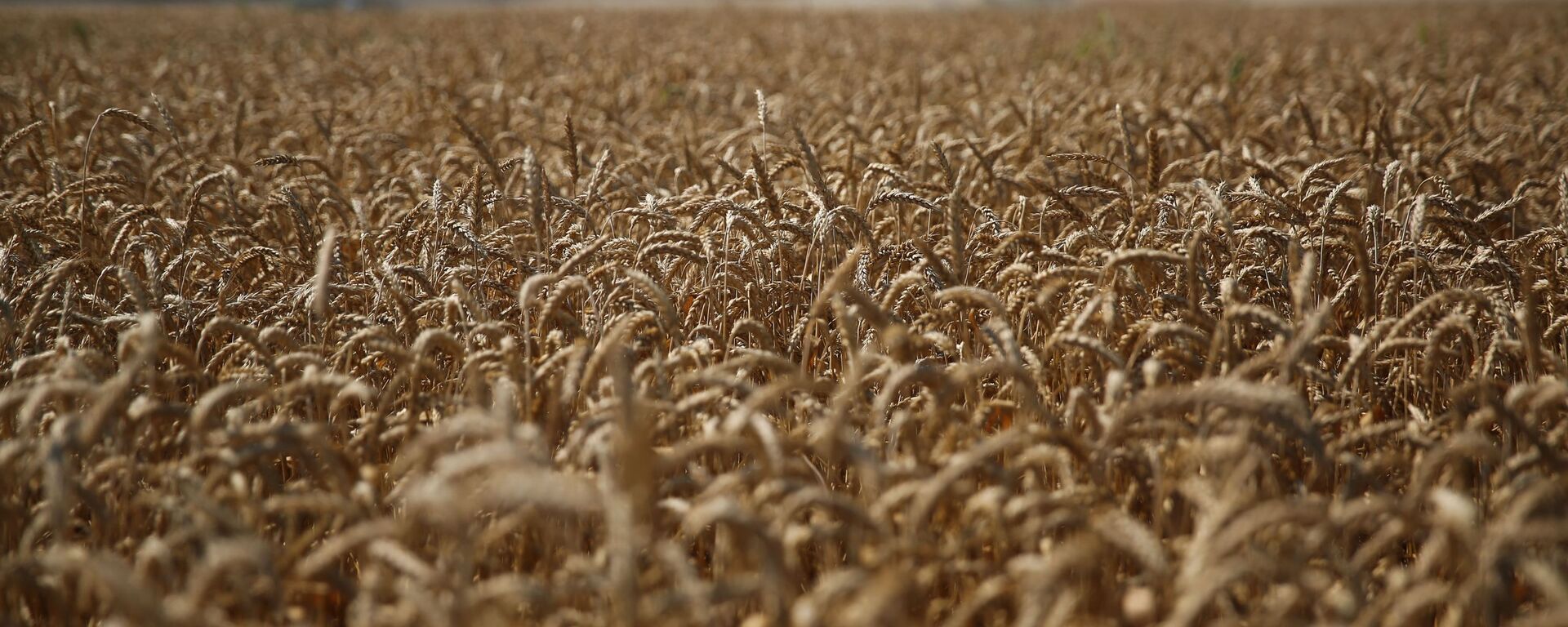 联合国：世界粮食计划署向乌克兰采购与2021年同等数量小麦 - 俄罗斯卫星通讯社, 1920, 01.07.2023