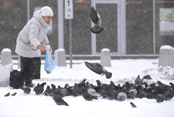 下雪时，一名妇女在市中心的街上给鸽子喂食。 - 俄罗斯卫星通讯社
