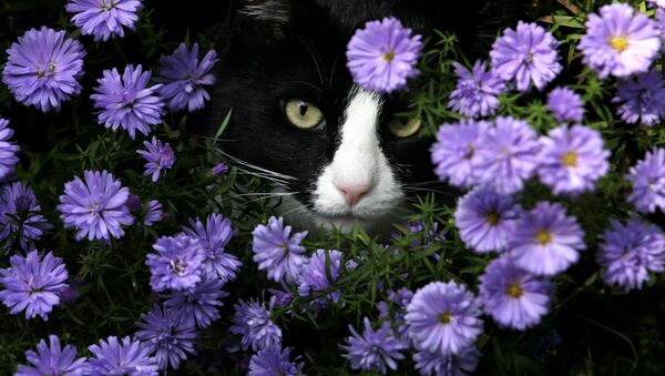 Мордочка кота среди цветов - 俄羅斯衛星通訊社