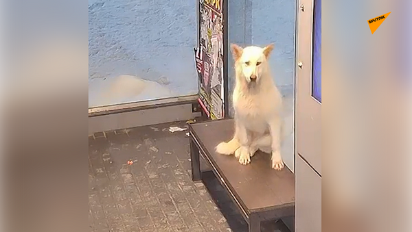  苏尔古特市的一只流浪狗看上了车站 - 俄罗斯卫星通讯社