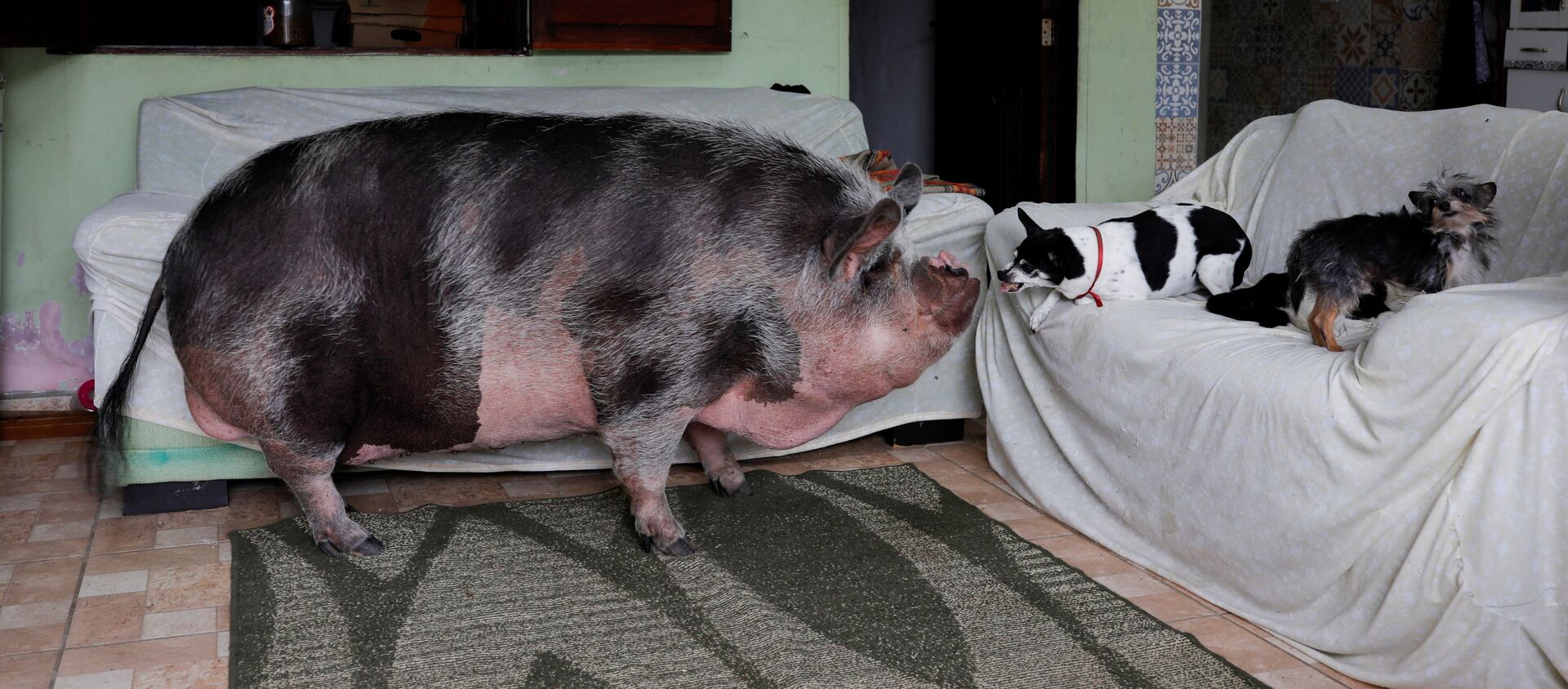 Свинья Лилика и собаки в комнате в Бразилии  - 俄罗斯卫星通讯社, 1920, 13.12.2021