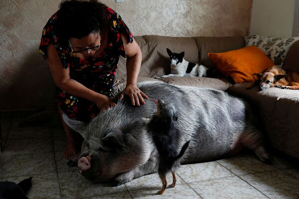 巴西宠物主与宠物主莉莉卡。 - 俄罗斯卫星通讯社