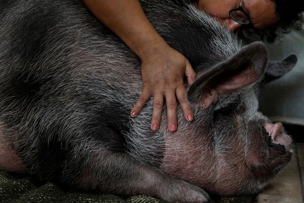 巴西宠物主与宠物主莉莉卡。 - 俄罗斯卫星通讯社