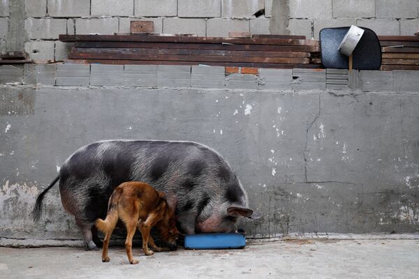 牛or猪or狗人寿图片