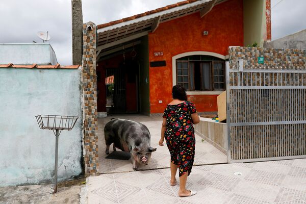 巴西宠物主与宠物主莉莉卡。 - 俄罗斯卫星通讯社