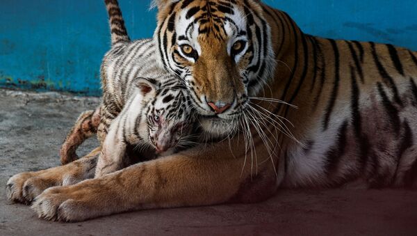  老虎家族在世界各地动物园中发展壮大 - 俄罗斯卫星通讯社