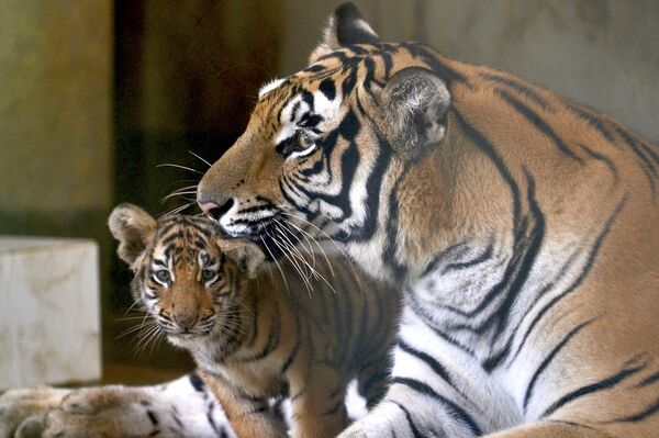  5月26日降生的小孟加拉虎与母亲玩耍。 - 俄罗斯卫星通讯社