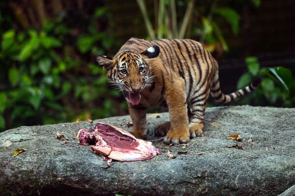 新加坡野生动物园中的小马来西亚虎。 - 俄罗斯卫星通讯社