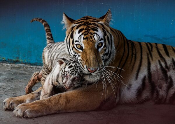 哈瓦那国家动物园的小白虎亚内克与母亲玩耍。 - 俄罗斯卫星通讯社