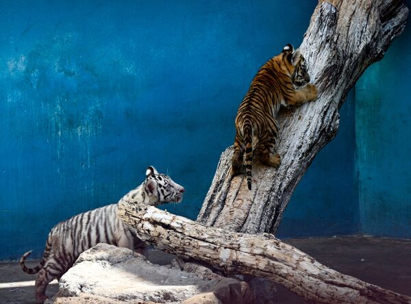  在哈瓦那国家动物园中玩耍的小老虎。 - 俄罗斯卫星通讯社