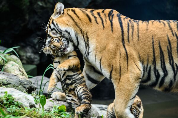  韩国动物园的母虎与小虎。 - 俄罗斯卫星通讯社