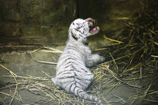 在尼加拉瓜动物园中降生的小白虎。 - 俄罗斯卫星通讯社