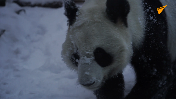 中國旅俄大熊貓丁丁非常喜歡莫斯科動物園的冬季生活 - 俄羅斯衛星通訊社