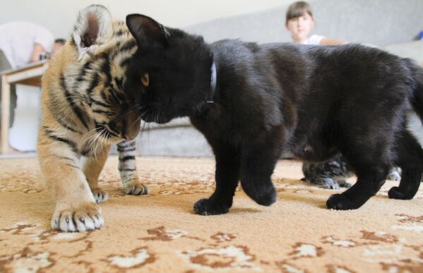 索契市動物園的小阿穆爾虎與小貓玩耍。 - 俄羅斯衛星通訊社