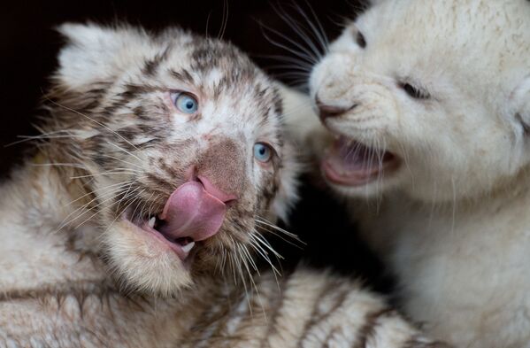 德国动物园的小白虎与小白狮共同玩耍。 - 俄罗斯卫星通讯社