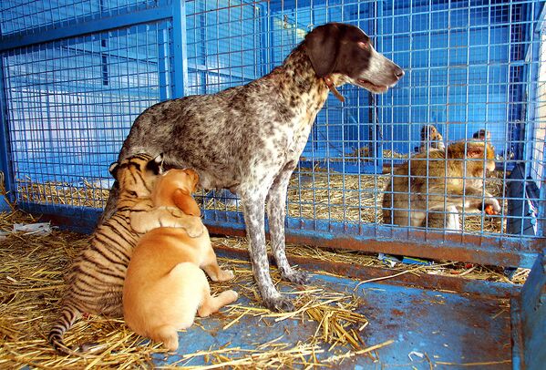 法國動物園中的小老虎與小狗共同進食。 - 俄羅斯衛星通訊社