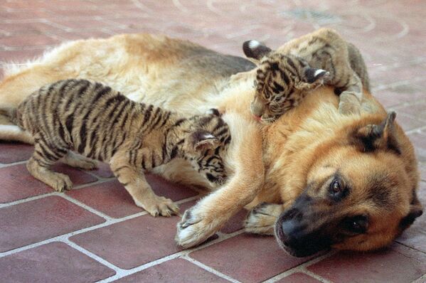 悉尼动物园的小狗与小老虎玩耍。 - 俄罗斯卫星通讯社