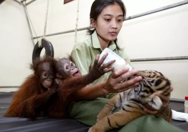 印度尼西亚动物园中的小猩猩给小老虎喂奶。 - 俄罗斯卫星通讯社