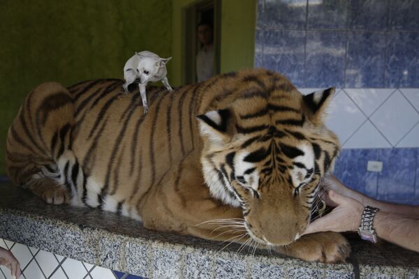 巴西动物园的一只小狗在老虎身上玩耍。 - 俄罗斯卫星通讯社
