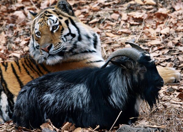 俄羅斯濱海邊疆區動物園中的山羊鐵木爾與老虎阿穆爾。 - 俄羅斯衛星通訊社