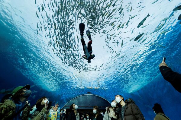 装扮成圣诞老人的潜水员在横滨的大水族馆里和鱼儿们一起游泳。 - 俄罗斯卫星通讯社