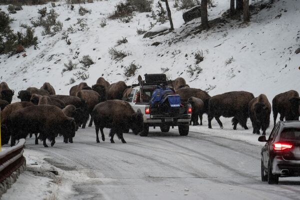 美國懷俄明州黃石國家公園，遊客開車從一群北美野牛旁經過。 - 俄羅斯衛星通訊社