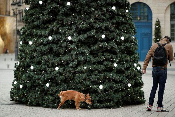 法國巴黎，一隻狗在旺多姆廣場上的聖誕樹旁撒尿。 - 俄羅斯衛星通訊社