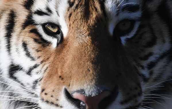 克里米亞泰甘野生動物園的老虎。康斯坦丁·米哈爾切夫斯基攝 - 俄羅斯衛星通訊社